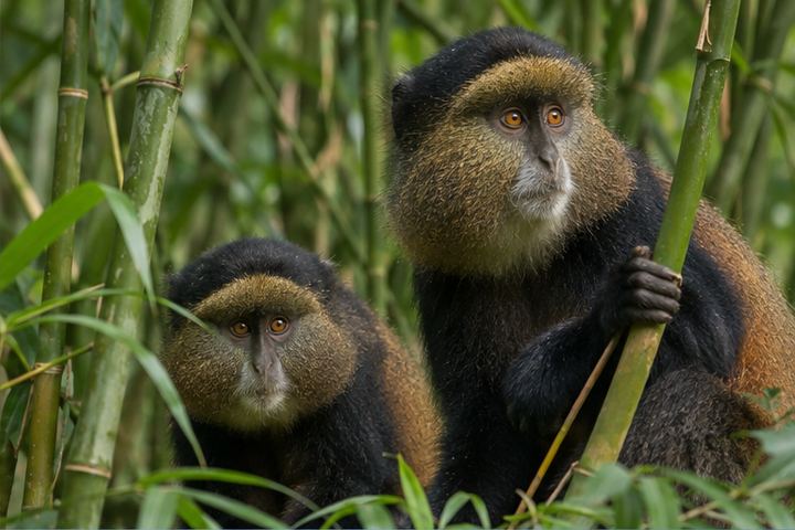 Explore Volcanoes National Park, Rwanda